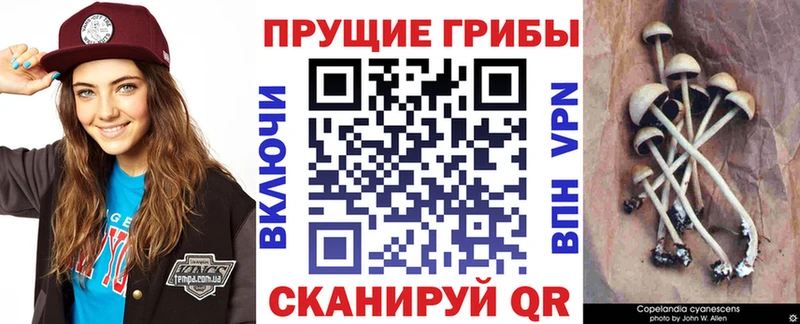 Купить закладки  Краснообск  Псилоцибиновые грибы мицелий 